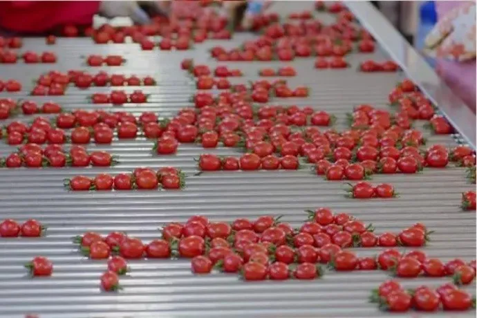 Fruit Processing Machine